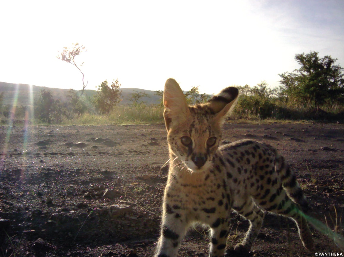 Watch livecam footage of wild cats from around the world Lonely